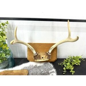 Vintage 4 point Whitetail Deer antler Mount buck wood plaque skull country decor